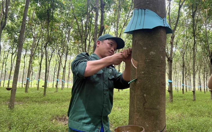 Vì sao Tập đoàn công nghiệp cao su Việt Nam không bị huỷ tư cách công ty đại chúng? - Ảnh 3.
