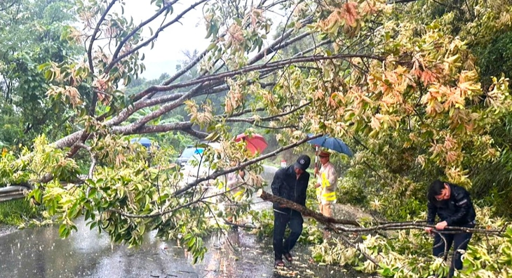 Khánh Hòa mưa lớn, cây ngã chắn ngang đường đèo Ngoạn Mục - Ảnh 1. Khánh Hòa - Ảnh 1.