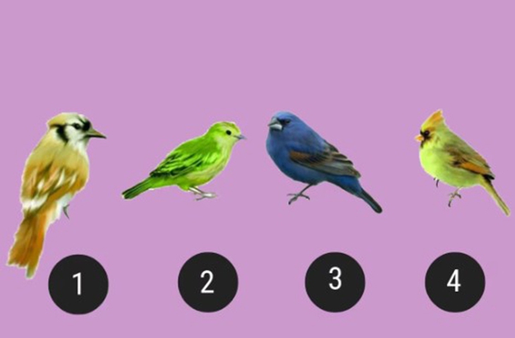 quiz - Ảnh 1.