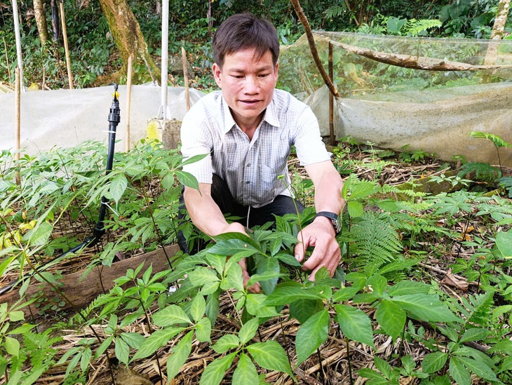 sâm Ngọc Linh - Ảnh 4.