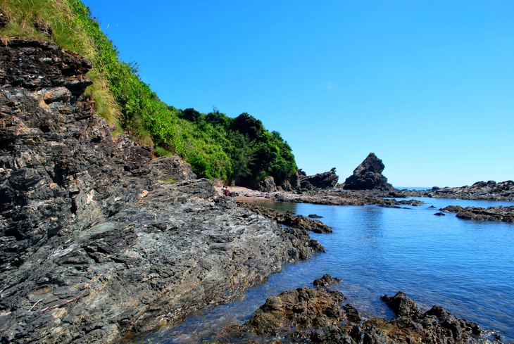 cá chuồn - Ảnh 3.