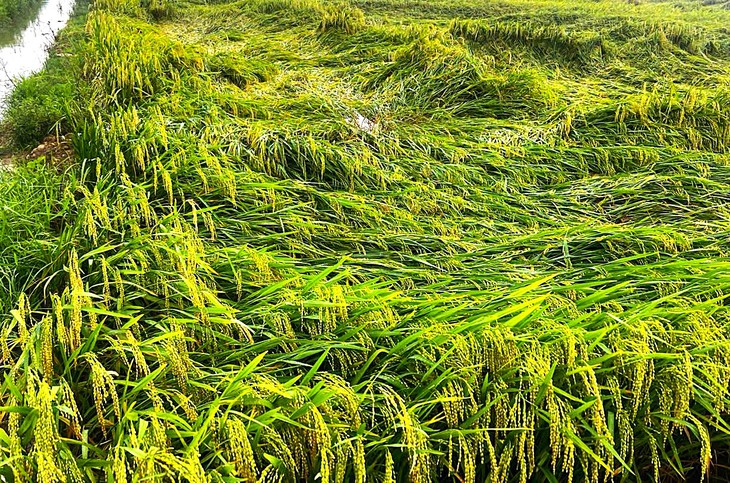 Hơn 5.800ha lúa xuân ngã đổ do mưa dông - Ảnh 1.