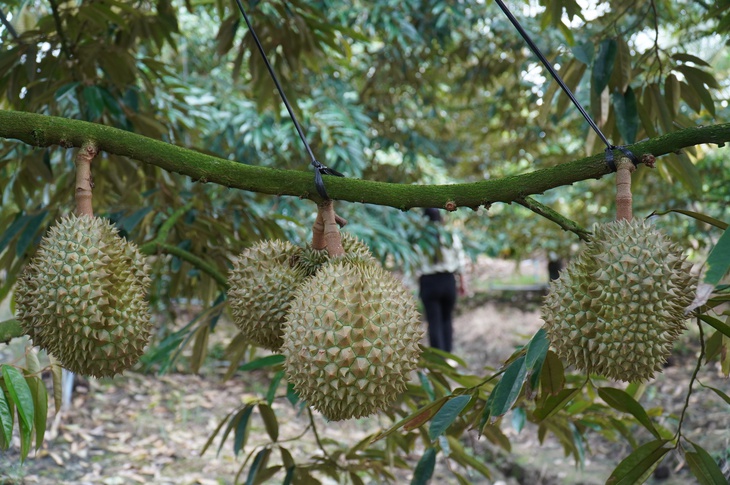 Đồng Tháp tháo gỡ điểm nghẽn cho ngành hàng sầu riêng - Ảnh 1.