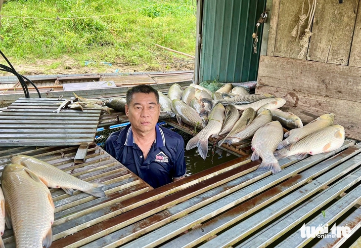 cá chết - Ảnh 1.