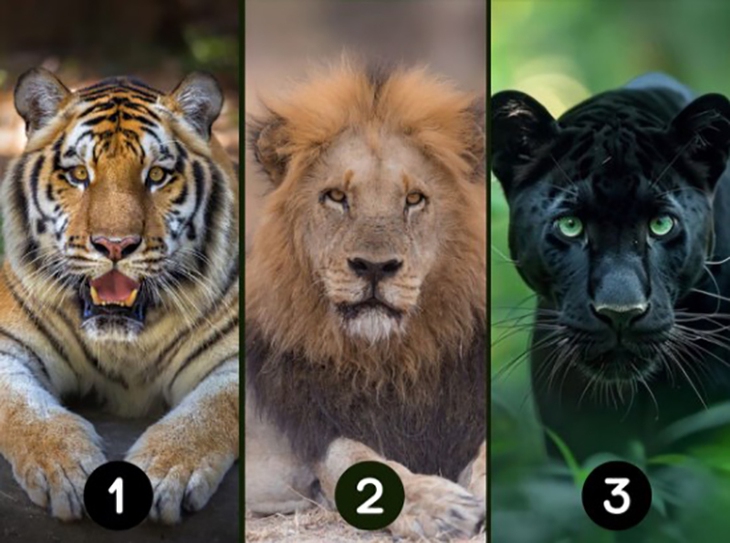quiz - Ảnh 1.