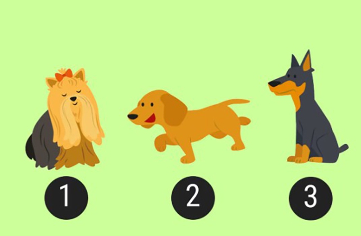 quiz - Ảnh 1.