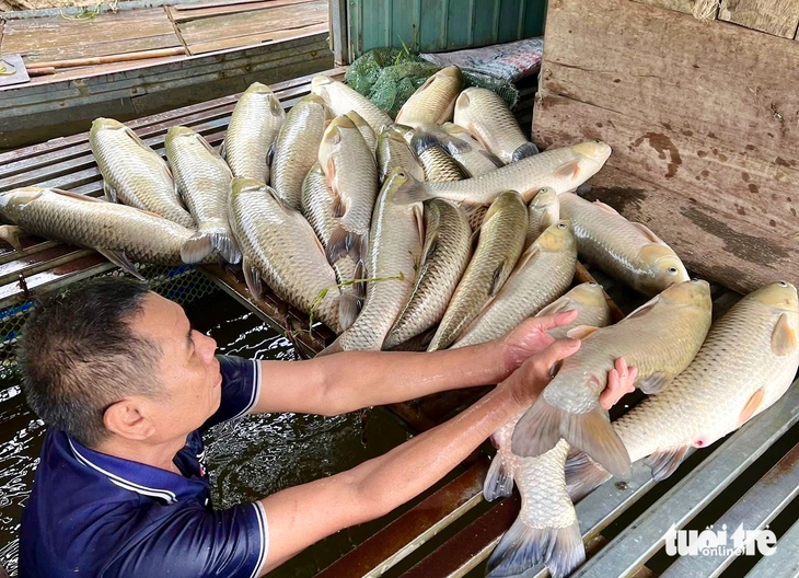 Vụ cá nuôi lồng chết trên sông Lam: Sở vào cuộc, chỉ đạo tìm nguyên nhân - Ảnh 1.