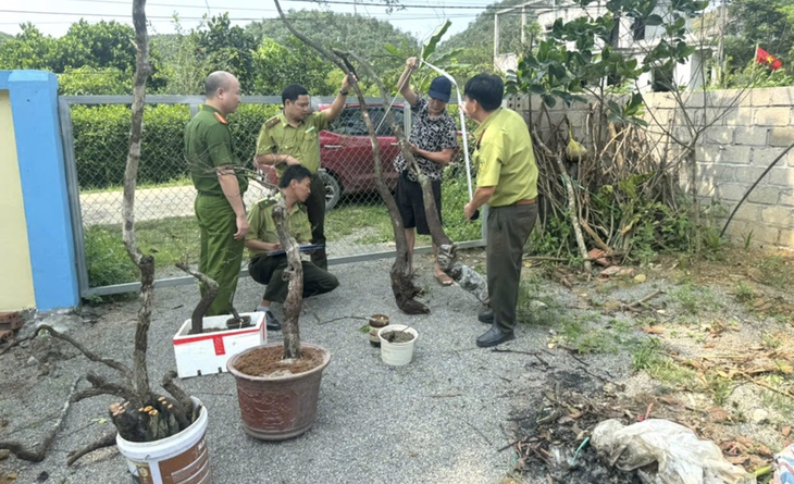 Công an Ninh Bình cảnh báo tình trạng đào trộm, kinh doanh trái phép muội hồng - Ảnh 1.