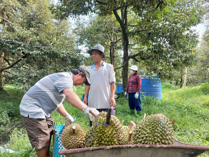 sầu riêng giá rẻ - Ảnh 2.