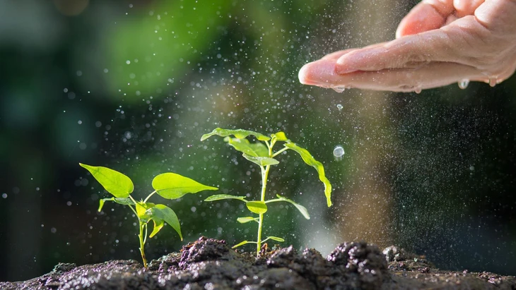 Thực vật toàn cầu đối mặt nguy cơ tuyệt chủng hàng loạt - Ảnh 1.