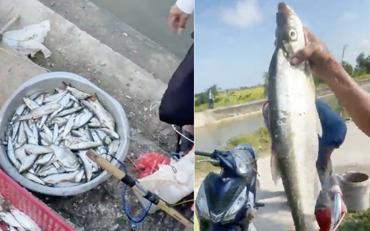 Vụ cá chết hàng loạt ở sông Lam: Nghệ An chỉ đạo rà soát nguồn thải - Ảnh 2.