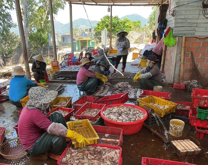 mực xà - Ảnh 2.