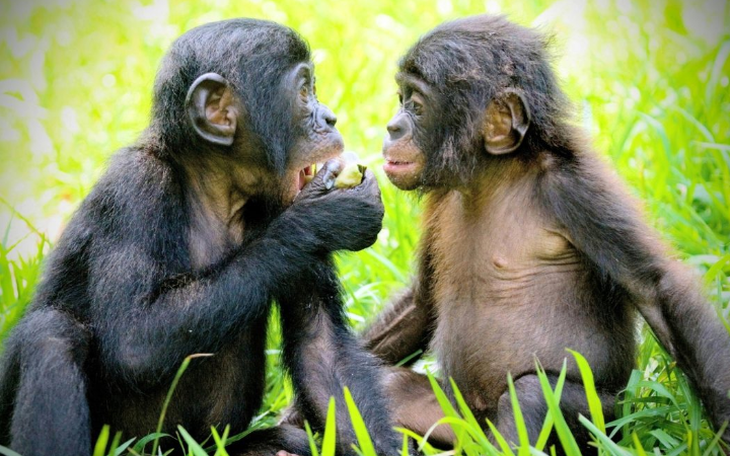 Khỉ cũng có trực giác hình học giống con người - Ảnh 2.