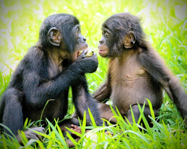 Tinh tinh cũng có 'hội bạn thân' như người - Ảnh 1. Tinh tinh cũng có 'hội bạn thân' như người - Ảnh 1.