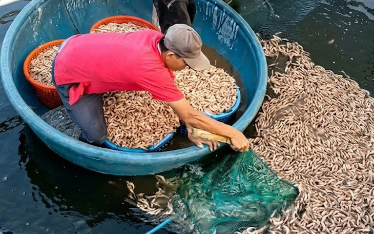 Đất đèn là gì mà có thể khiến tôm chết hàng loạt khi thả xuống hồ? - Ảnh 2.