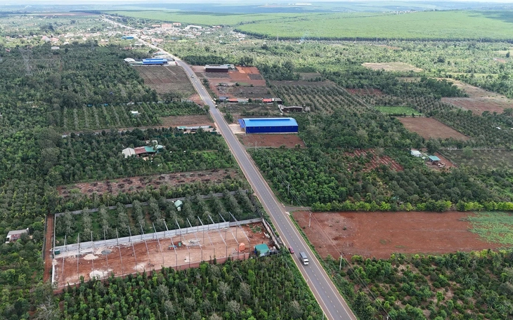 Lâm Đồng chấn chỉnh nạn mua bán, cho mượn mã số vùng trồng sầu riêng - Ảnh 2.