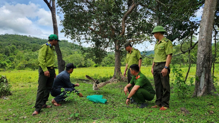 Thả chim công, khỉ mặt đỏ, kỳ đà vân quý hiếm về rừng - Ảnh 2.