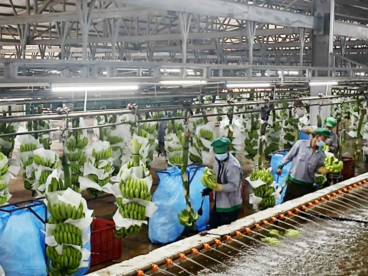 Hàng Việt trong chuỗi ASEAN: Nhiều cơ hội và sức ép cạnh tranh từ thị trường gần - Ảnh 1.