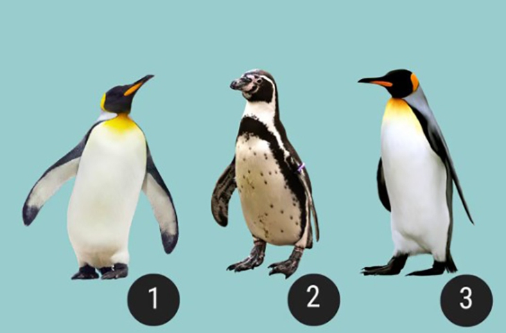 quiz - Ảnh 1.