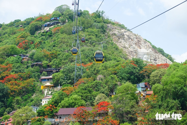 hoa phượng - Ảnh 1.