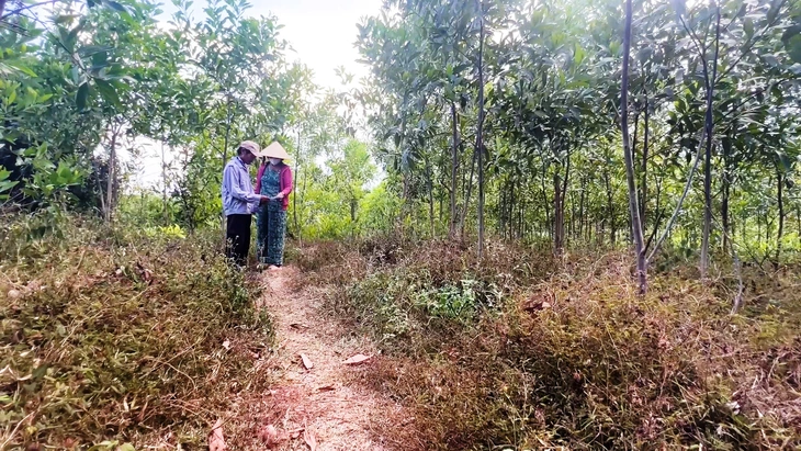 Thu hồi dự án FLC nhưng 'quên' hủy quyết định thu hồi đất: sẽ rà soát, xử lý - Ảnh 1.