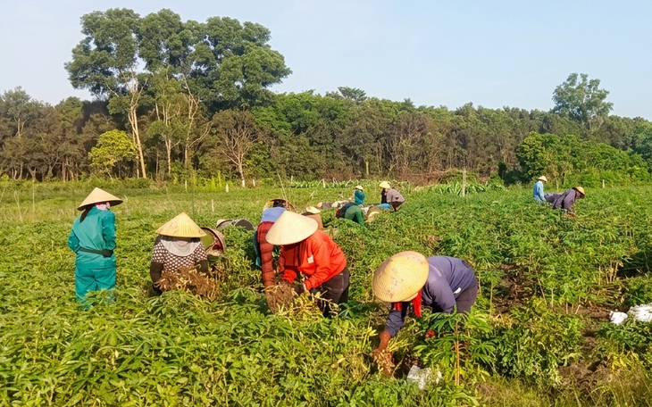 40 phụ nữ xuống đồng thu hoạch 8.500m² đậu xanh giúp hội viên mắc ung thư - Ảnh 2.