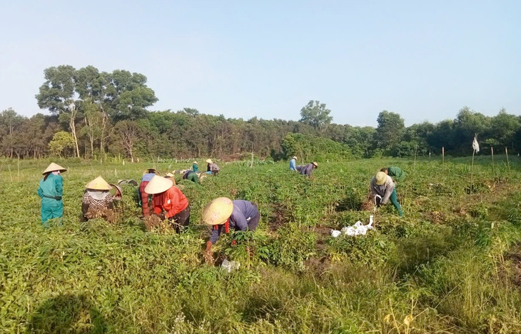 Những 'mùa vàng' ở xã biển nghĩa tình Vĩnh Hoàng - Ảnh 1. Vĩnh Hoàng - Ảnh 1.