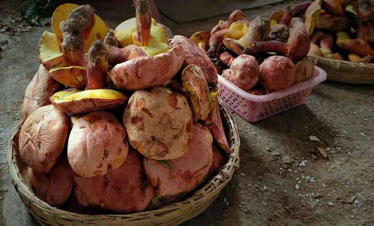Người đàn ông Trung Quốc trèo ra khỏi căn hộ tầng 27 để 'tu tiên' sau khi ăn nấm ảo giác - Ảnh 1. Trung Quốc - Ảnh 1.