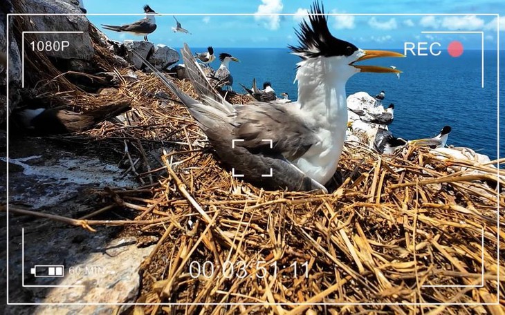 Vietnam Wild Live - Ảnh 1.