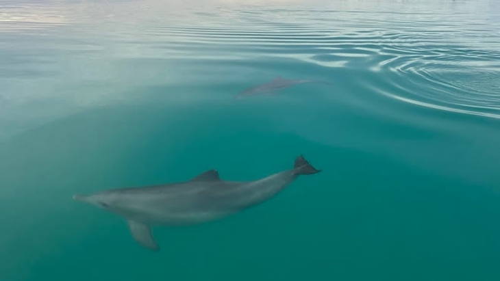 Cá heo cái nhận diện 'tên riêng' để tránh con đực hung hăng - Ảnh 1.