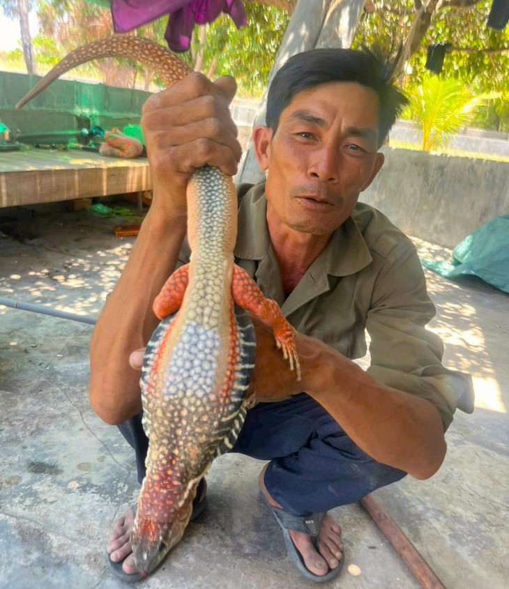 Nuôi “tiểu khủng long” trên cát, dân vùng hạn thu tiền triệu - Ảnh 1.