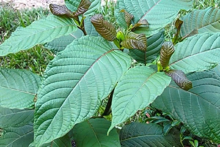 Lá 'thoong' chứa chất ma túy - Ảnh 1.