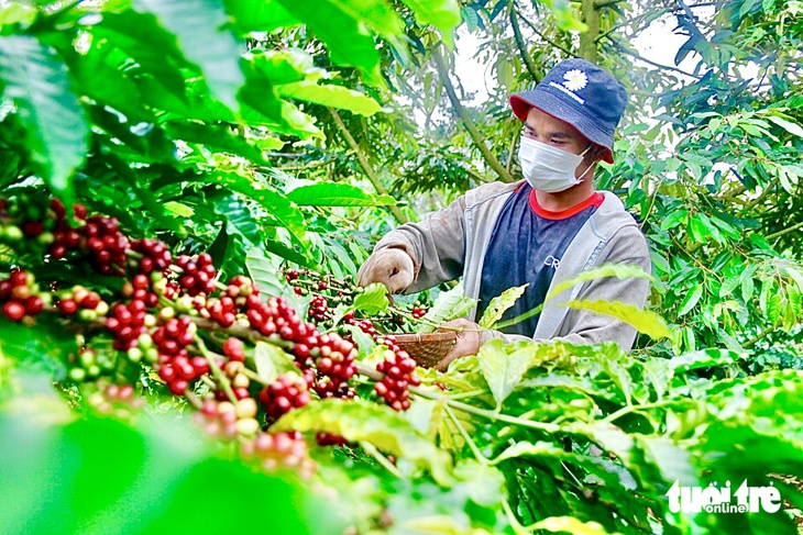 Định nghĩa lại cà phê Robusta Việt Nam, chuyển từ bán sản lượng sang bán giá trị - Ảnh 1.
