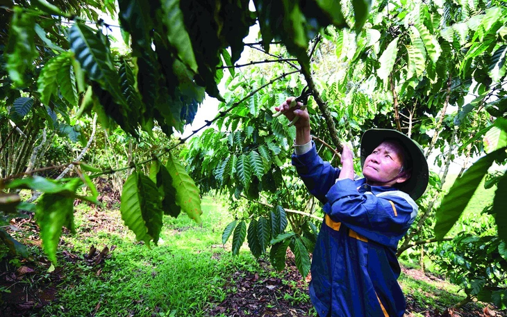 Đưa hạt Robusta Việt từ 'bán theo tấn 'sang 'bán theo ly' - Ảnh 6.