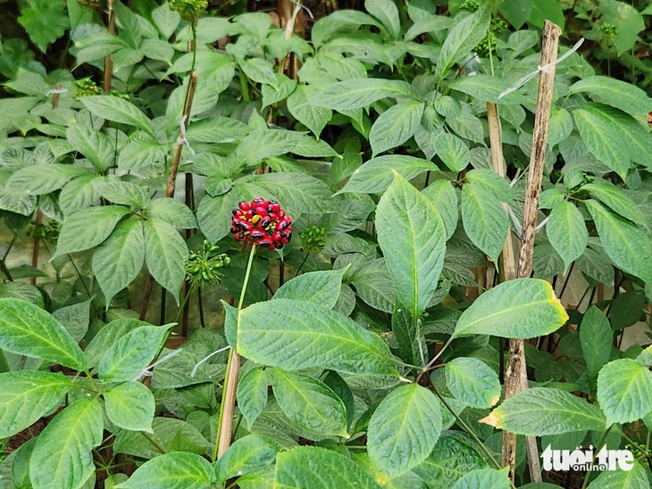  Minh bạch hóa 'quốc bảo' và bài toán sở hữu sâm quý giá gốc - Ảnh 1.