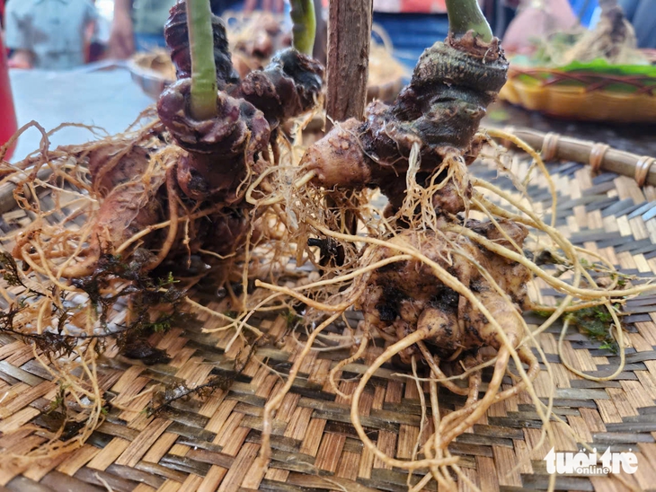  Minh bạch hóa 'quốc bảo' và bài toán sở hữu sâm quý giá gốc - Ảnh 3.