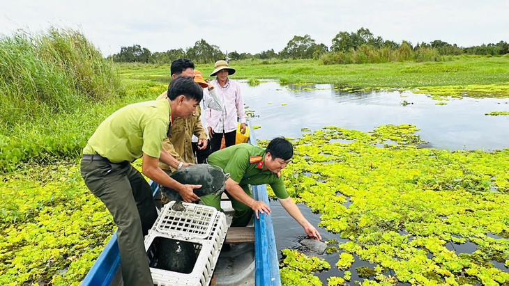 500 chim cu đất bị buôn bán trái phép được thả về rừng U Minh Thượng - Ảnh 3.