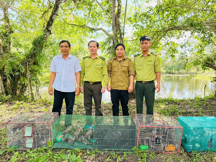 Thả 500 con chim cu đất về lại Vườn quốc gia U Minh Thượng - Ảnh 1.