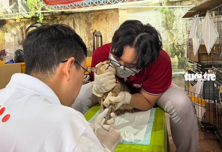 Dùng AI tìm chủ cho hàng trăm con mèo được Công an TP.HCM giải cứu - Ảnh 2.