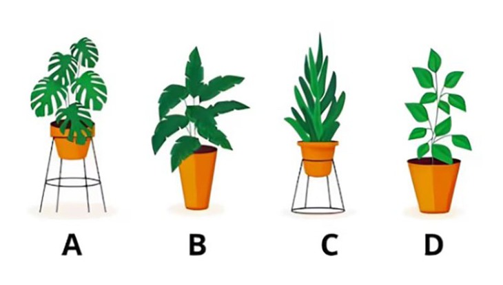 Quiz: Bạn cởi mở, hướng ngoại hay là người sống nội tâm? - Ảnh 1.