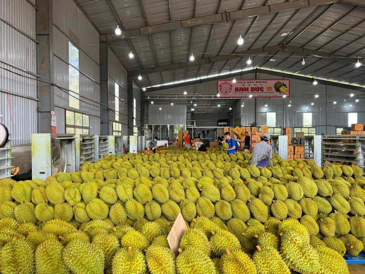 Đưa sầu riêng Đắk Lắk ‘vượt biển’ qua logistics - Ảnh 1.