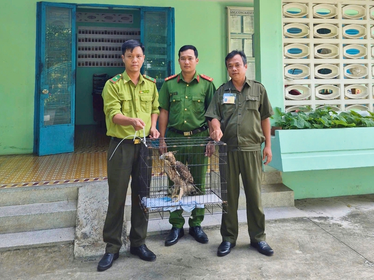Phát hiện diều núi quý hiếm bắt gà, người dân ở phường Phước Long giao nộp công an - Ảnh 1.