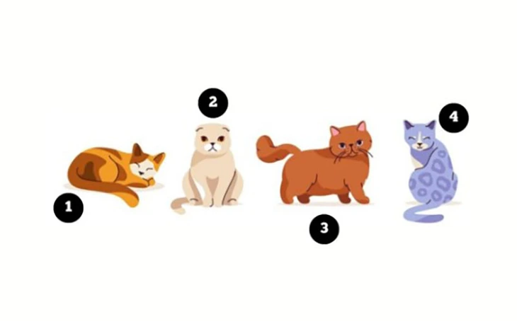 quiz - Ảnh 1.
