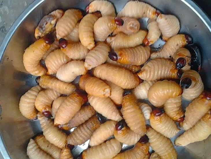 Vĩnh Long nghiêm cấm nuôi đuông dừa trái phép để bảo vệ cây dừa - Ảnh 1.
