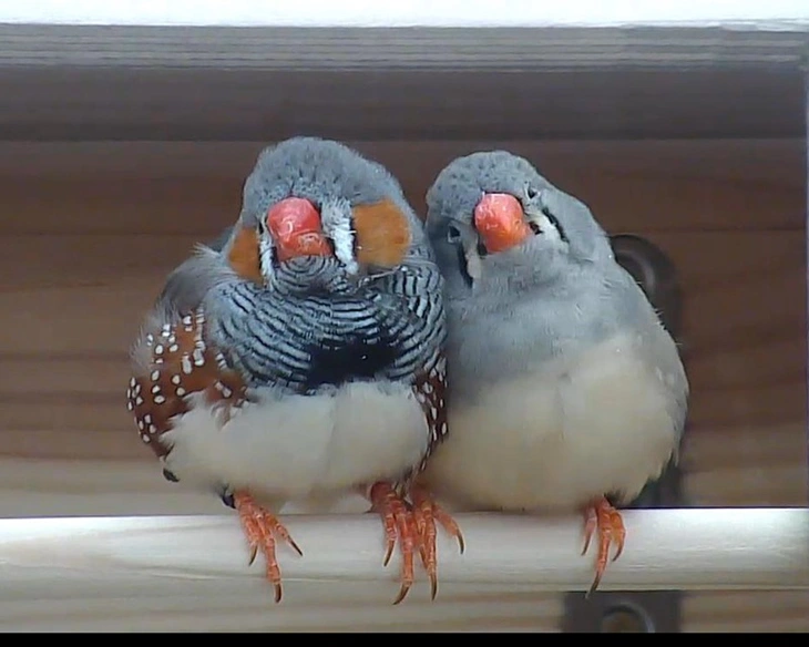  - Ảnh 1.