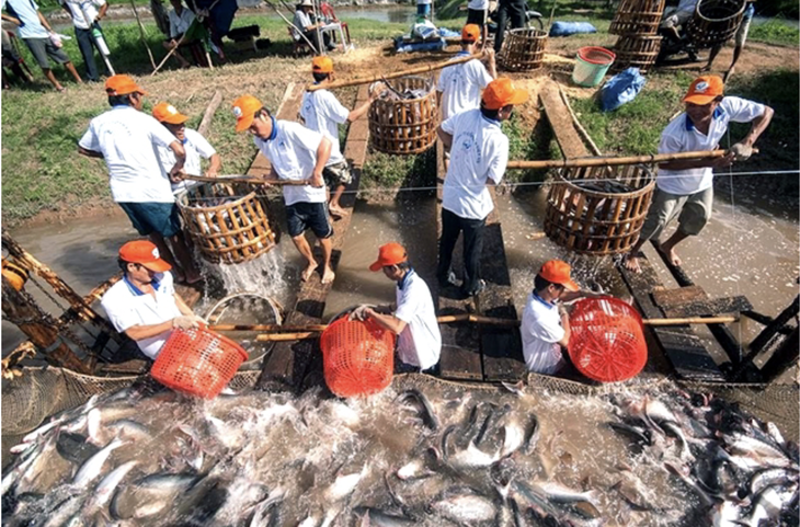 Con cá tra và giấc mơ đưa nông nghiệp Việt Nam ra thế giới - Ảnh 1.
