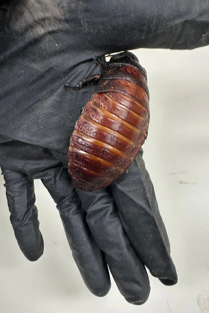 gián - Ảnh 2.