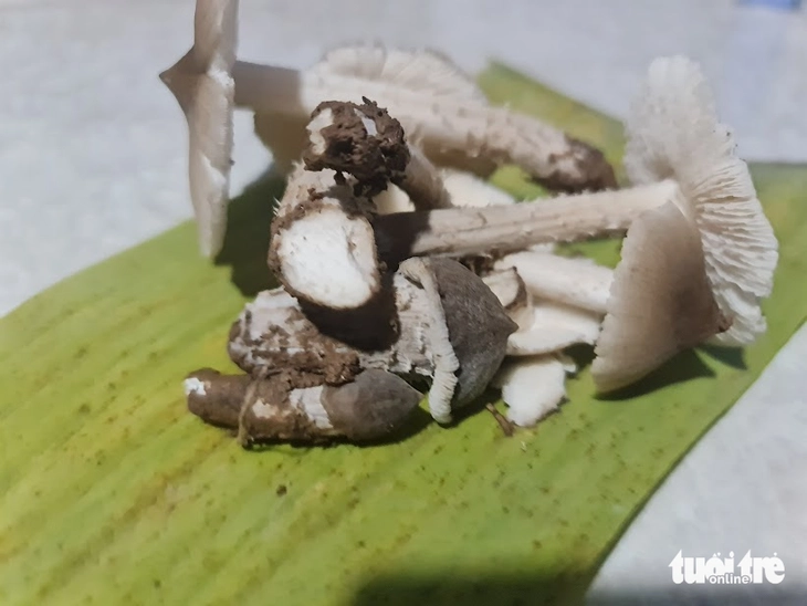 nấm mối - Ảnh 1.