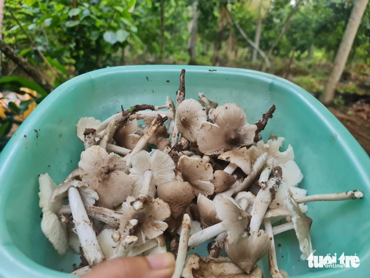 nấm mối - Ảnh 3.