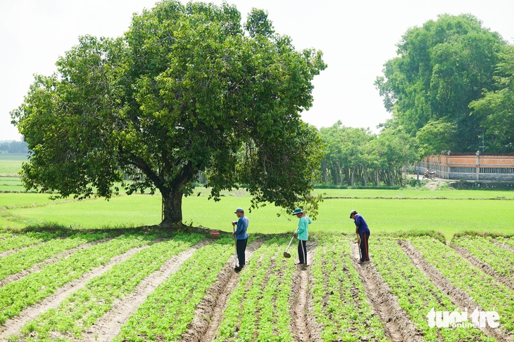 trâm chín - Ảnh 3.